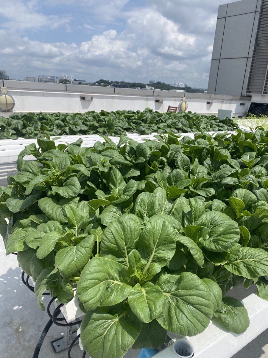 Dense leafy greens growing in white hydroponic channels on the rooftop farm, under open sky.