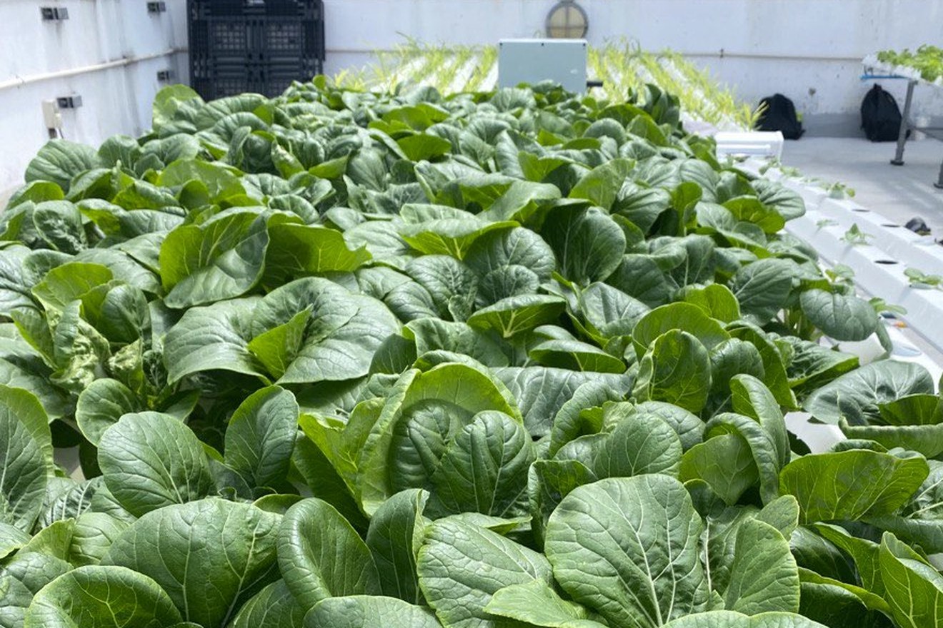 Leafy greens growing in white hydroponic channels on the PSA Marine rooftop farm.