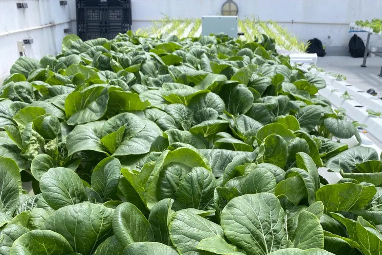 Leafy greens growing in white hydroponic channels on the PSA Marine rooftop farm.